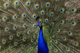 Conozca cuáles son los animales más bellos de la Tierra. Efe Conozca cuáles son los animales más bellos de la Tierra. Efe